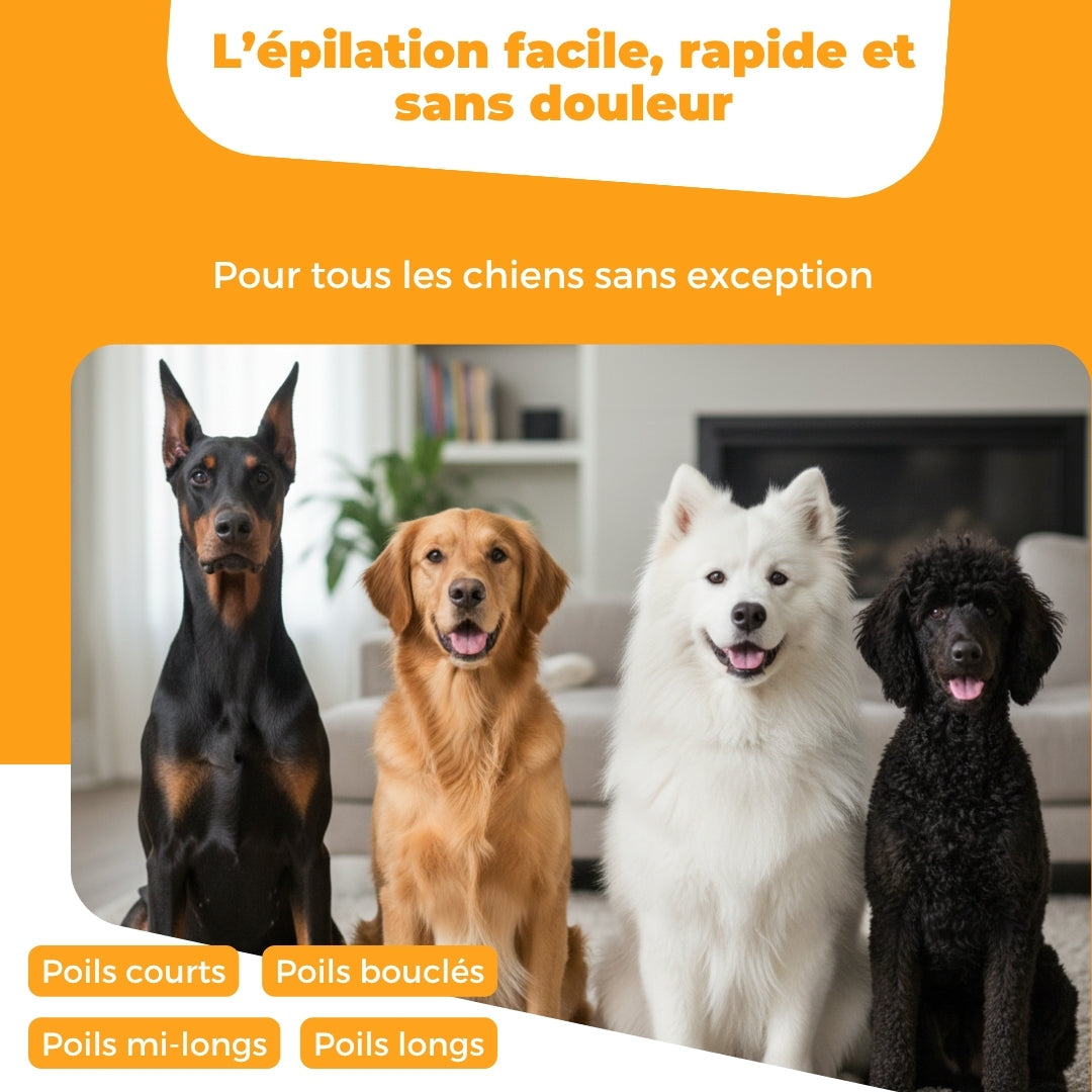 Brosse pour chien